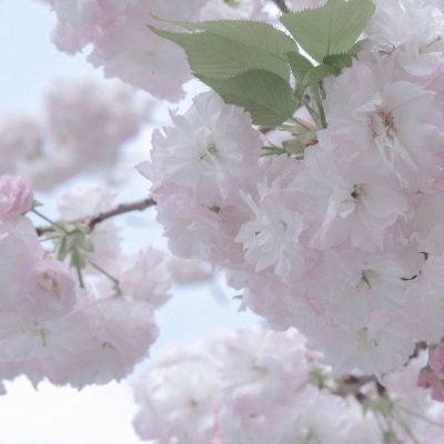 禹州福瑞交流群